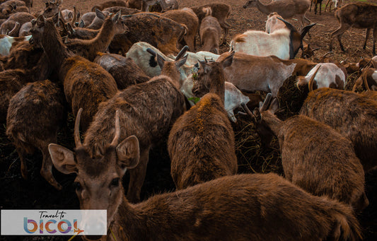 Sacred Paths & Scenic Trails: CamSur Discovery Tour