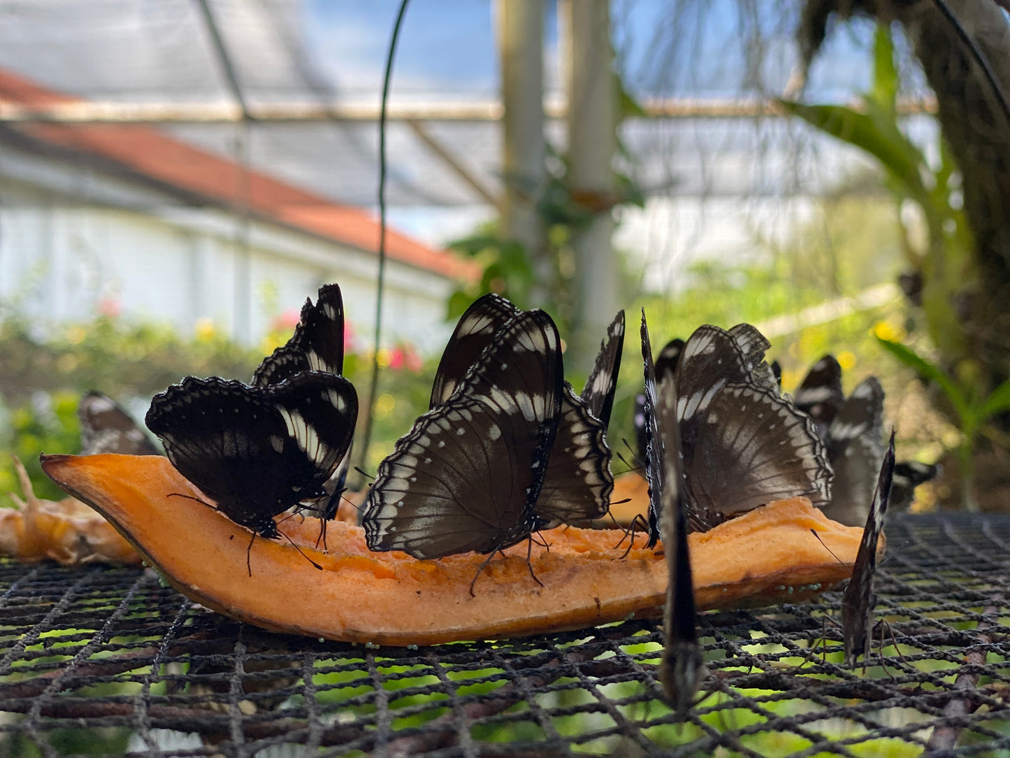 The Ultimate Legazpi Adventure: Nature, Heritage & Bicolano Flavors!