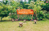 Sun, Sand, and Sea Adventure: A One-Day Island Escape