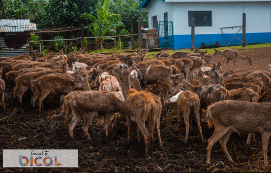 Naga City & CamSur Adventure: A Day of Faith & Thrill